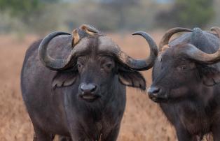 Tanzania shutterstock Serengeti_Büffelduo_shutterstock_1920