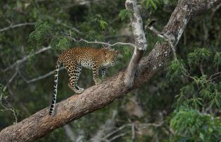 Sri Lanka Yala Nationalpark