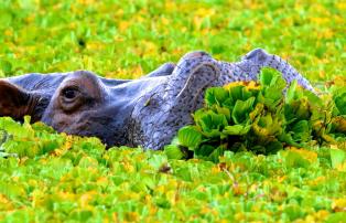 Tanzania shutterstock Ngorongoro_Hippo_Nahaufnahme_shutterstock_1920