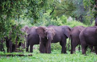 Afrika Zimbabwe Matetsi-Victoria-Falls matetsi_elephant6_1920