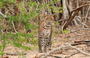 Sri Lanka Uga Chena Huts