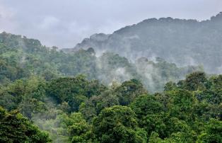 Rwanda shutterstock NyungweForest_Regenwald_Panorama_shutterstock_1920