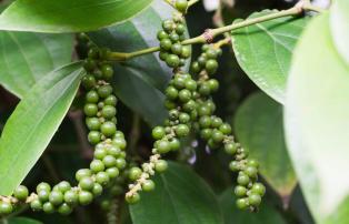 Indonesien shutterstock Asien_Indonesien_Ijen_kaliklatakPlantation_Pepper_shutte