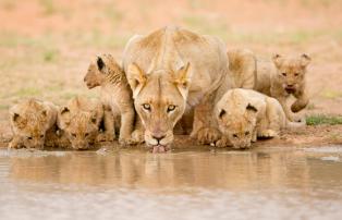 Afrika Südafrika Safari-Lodges Private-Game-Reserve-Tswalu Mammals (3)_1920