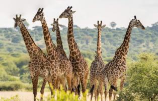 Tanzania shutterstock Tarangire_Giraffengruppe_shutterstock_1920