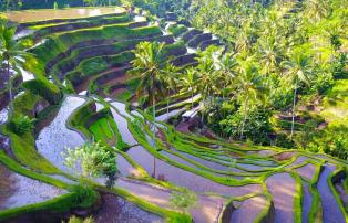 Indonesien shutterstock Asien_Indonesien_Bali_Kintamani_TegalalangRiceTerraces_s