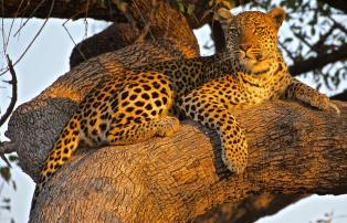 Südafrika Leopard