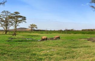 Afrika Kenya Abercrombie Lewa Wildlife Conservancy GEN000962_1920