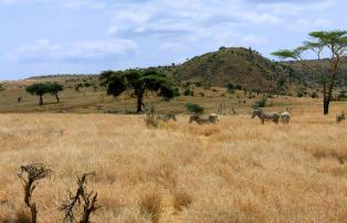 Afrika Kenya Abercrombie Lewa Wildlife Conservancy GEN000966_1920