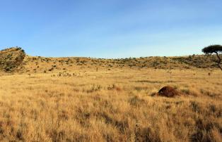 Afrika Kenya Abercrombie Lewa Wildlife Conservancy GEN000967_1920