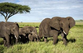 Tanzania shutterstock Serengeti_Elefantenherde_shutterstock_1920