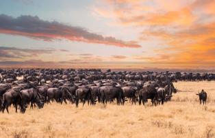 Tanzania shutterstock Serengeti_Gnuherde_shutterstock__1920