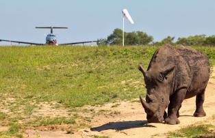 Südafrika Landebahn Nashorn