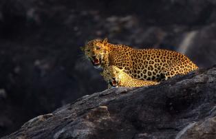 Sri Lanka Wild Coast Tented Lodge