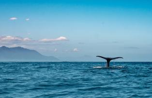 Neuseeland shutterstock New Zealand_Kaikoura_Whale_shutterstock_1920