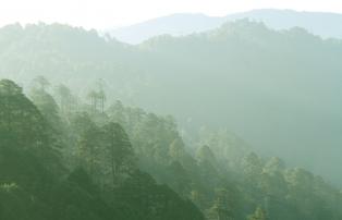 Bhutan Pinienwälder