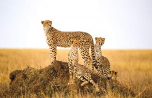 Tanzania shutterstock Serengeti_Gepardengruppe_Termitenhügel_shutterstock_1920