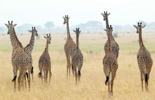 Tanzania shutterstock Serengeti_Giraffengruooe_Hinten_shutterstock_1920