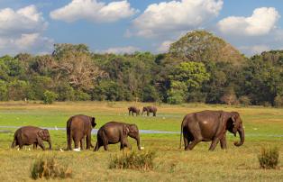 Sri Lanka Minneriya Nationalpark