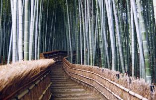 Bambuswald Japan