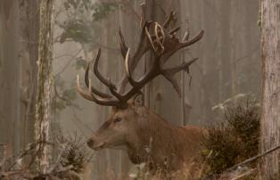 Australien_NZ_Polynesien Neuseeland Nordinsel Rotorua Poronui Lodge Red Stag Hun