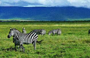 Afrika Tansania Abercrombie Ngorongoro Crater TZ010530_1920