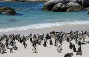 Afrika Südafrika Illanga Tour  Cape Point_1920