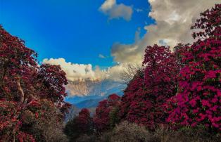 Bhutan 2 Rhododendron Wald