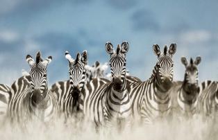 Tanzania shutterstock Serengeti_Zebraherde_Nahaufnahme_shutterstock_1920