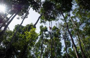 Indonesien shutterstock Asien_Indonesien_TanjungPuting_Orangutan_Trees_shutterst