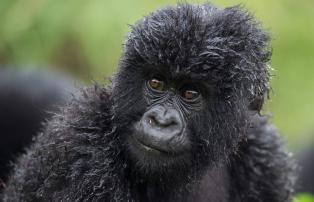 Afrika Ruanda Bisate-Lodge R.Friedman-MtnGorilla-1_1920