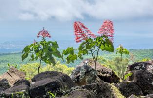 Indonesien shutterstock Asien_Indonesien_Ijen_KaliklatakPlantation_Flower_shutte