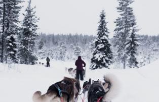 Porsche Ice Driving Experience Schweden Dog Sled