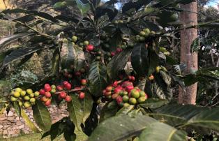 Salkantay Trail Kaffee