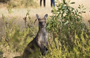 Australien_NZ_Polynesien Australien South Australia Barossa Valley The Louise Th