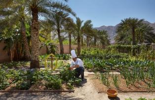 Afrika Oman SixSenses-Zighy-Bay Organic_Garden_with_Chef_[6992-LARGE]_1920