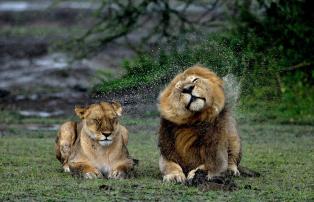 Tanzania shutterstock Ngorongoro_Löwenpaar_Regen_shutterstock_1920