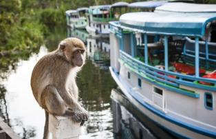 Indonesien shutterstock Asien_Indonesien_TanjungPuting_Boats_Monkey_shutterstock