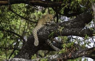 Botswana Okavango Mombo Mombo_2016-11-142