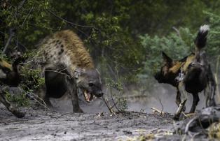 Botswana Okavango Mombo Mombo_2016-11-335