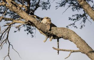 Afrika Tansania Serengeti South Sactuary Kusini Camp SR002179_1920