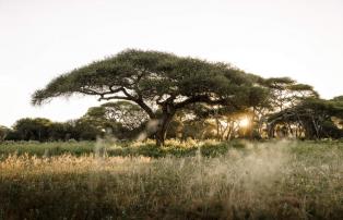 Afrika Tansania Tarangire Sanctuary Swala Camp SR002145_1920