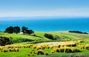 Australien_NZ_Polynesien Neuseeland Südinsel Christchurch Annandale HR Shepherds