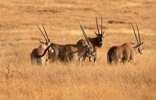 Afrika Kenya Abercrombie Lewa Wildlife Conservancy GEN000942_1920