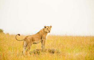 Afrika Kenya Abercrombie Masai Mara GEN006264_1920