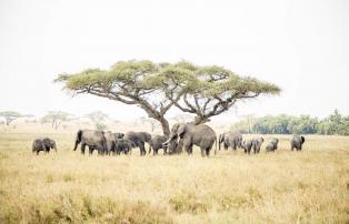 Afrika Tansania Abercrombie Serengeti National Park GEN006204_1920