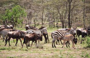 Afrika Tansania Abercrombie Serengeti National Park SR001496_1920