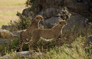 Afrika Tansania Abercrombie Serengeti National Park TZ015893_1920