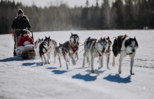 Europa Finnland Business Finland Winter Lahti_winter_Husky_Koirakikka_by_Julia_K