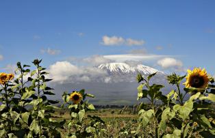 Afrika Tansania Kuhn_Xenia AF_XK_Kili_mit_Sonnenblumen_1920